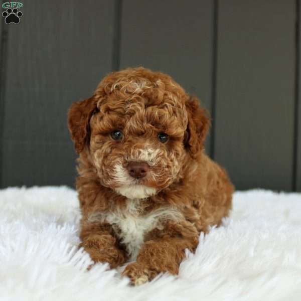 Archie, Miniature Poodle Puppy